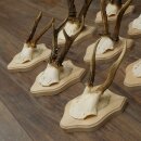Reebokkengeweien 9 x reebokken op nieuwe trofeeplaten Reeën Reebok Geweien 22.1445