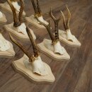 Reebokkengeweien 9 x reebokken op nieuwe trofeeplaten Reeën Reebok Geweien 22.1445