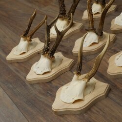 Reebokkengeweien 9 x reebokken op nieuwe trofeeplaten Reeën Reebok Geweien 22.1445