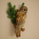 Chouette des bois, chouette, chouettes –...