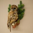 Cuco de bosque, búho, búhos. Espécimen disecado con autorización para la venta 90.21.10