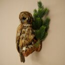 Cuco de bosque, búho, búhos. Espécimen disecado con autorización para la venta 90.21.10