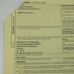 Cuco de bosque, búho, búhos. Espécimen disecado con autorización para la venta 90.21.10