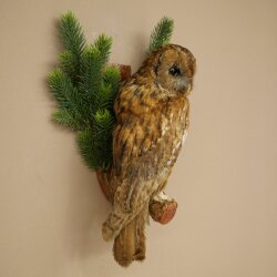 Cuco de bosque, búho, búhos. Espécimen disecado con autorización para la venta 90.21.10