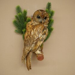 Cuco de bosque, búho, búhos. Espécimen disecado con autorización para la venta 90.21.10
