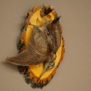 Becada común. Naturaleza muerta. Ave disecada....
