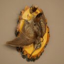 Bécasse des bois, nature morte, oiseau empaillé, spécimen empaillé, avec autorisation de commercialisation
