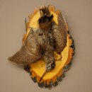 Bécasse des bois, nature morte, oiseau empaillé, spécimen empaillé, avec autorisation de commercialisation