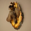 Bécasse des bois, nature morte, oiseau empaillé, spécimen empaillé, avec autorisation de commercialisation