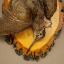 Bécasse des bois, nature morte, oiseau empaillé, spécimen empaillé, avec autorisation de commercialisation