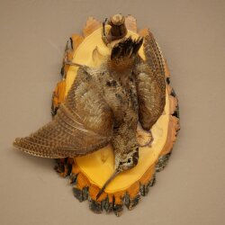 Bécasse des bois, nature morte, oiseau empaillé, spécimen empaillé, avec autorisation de commercialisation