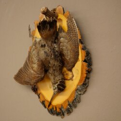 Bécasse des bois, nature morte, oiseau empaillé, spécimen empaillé, avec autorisation de commercialisation