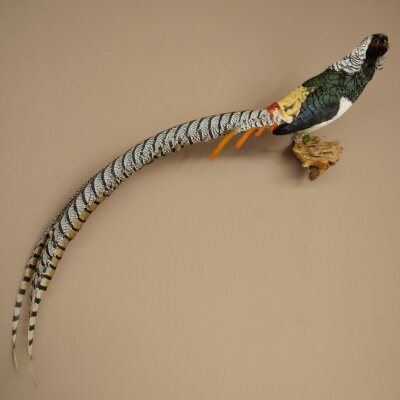 Diamond Pheasant Taxidermy Specimen, Height 60 cm, Taxidermy Animal Specimen 90.272.9