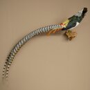 Pavo real disecado, altura 60 cm, taxidermia,...