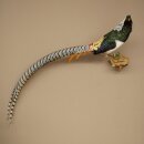 Diamond Pheasant Taxidermy Specimen, Height 60 cm, Taxidermy Animal Specimen 90.272.9