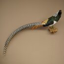 Diamond Pheasant Taxidermy Specimen, Height 60 cm, Taxidermy Animal Specimen 90.272.9