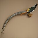 Diamond Pheasant Taxidermy Specimen, Height 60 cm, Taxidermy Animal Specimen 90.272.9