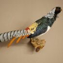 Diamond Pheasant Taxidermy Specimen, Height 60 cm, Taxidermy Animal Specimen 90.272.9