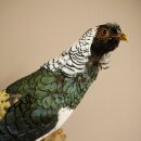 Diamond Pheasant Taxidermy Specimen, Height 60 cm, Taxidermy Animal Specimen 90.272.9