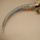 Diamond Pheasant Taxidermy Specimen, Height 60 cm, Taxidermy Animal Specimen 90.272.9