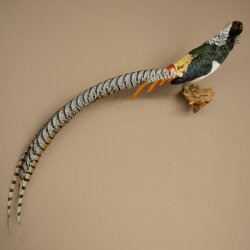 Diamond Pheasant Taxidermy Specimen, Height 60 cm, Taxidermy Animal Specimen 90.272.9