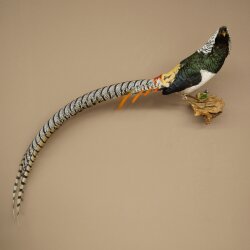 Diamond Pheasant Taxidermy Specimen, Height 60 cm, Taxidermy Animal Specimen 90.272.9