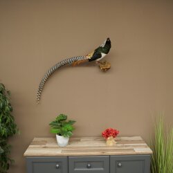 Diamond Pheasant Taxidermy Specimen, Height 60 cm, Taxidermy Animal Specimen 90.272.9