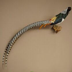 Diamond Pheasant Taxidermy Specimen, Height 60 cm, Taxidermy Animal Specimen 90.272.9