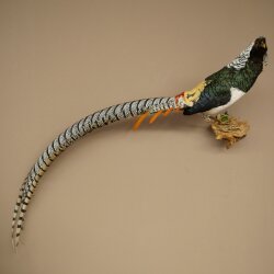 Diamond Pheasant Taxidermy Specimen, Height 60 cm, Taxidermy Animal Specimen 90.272.9