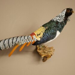 Diamond Pheasant Taxidermy Specimen, Height 60 cm, Taxidermy Animal Specimen 90.272.9