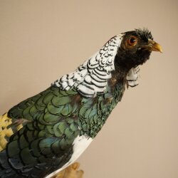 Diamond Pheasant Taxidermy Specimen, Height 60 cm, Taxidermy Animal Specimen 90.272.9