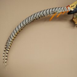Diamond Pheasant Taxidermy Specimen, Height 60 cm, Taxidermy Animal Specimen 90.272.9