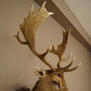 Dama (Dama dama) – Preparato della testa e delle spalle – Altezza 110 cm – Testa di cervo 85.2.43