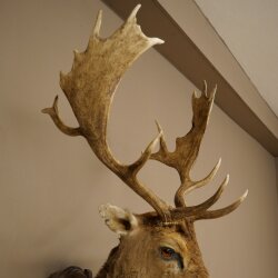 Dama (Dama dama) – Preparato della testa e delle spalle – Altezza 110 cm – Testa di cervo 85.2.43