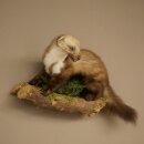 Marten, Stone Marten, Taxidermy Specimen, Decorative, Height 30 cm, Taxidermy Specimen 89.5.253