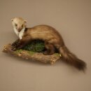 Marten, Stone Marten, Taxidermy Specimen, Decorative, Height 30 cm, Taxidermy Specimen 89.5.253