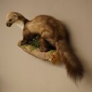 Marten, Stone Marten, Taxidermy Specimen, Decorative, Height 30 cm, Taxidermy Specimen 89.5.253