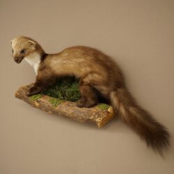 Marten, Stone Marten, Taxidermy Specimen, Decorative, Height 30 cm, Taxidermy Specimen 89.5.253