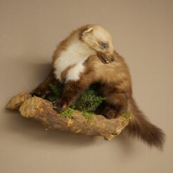 Marten, Stone Marten, Taxidermy Specimen, Decorative, Height 30 cm, Taxidermy Specimen 89.5.253