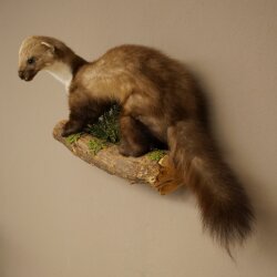 Marten, Stone Marten, Taxidermy Specimen, Decorative, Height 30 cm, Taxidermy Specimen 89.5.253