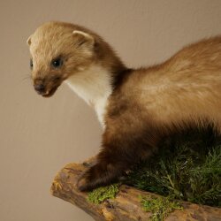 Marten, Stone Marten, Taxidermy Specimen, Decorative, Height 30 cm, Taxidermy Specimen 89.5.253