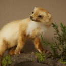 Marten, Stone Marten, Taxidermy Specimen, Standing Display, Decorative, Height 34 cm, Taxidermy Specimen 89.5.254