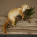 Marten, Stone Marten, Taxidermy Specimen, Standing Display, Decorative, Height 34 cm, Taxidermy Specimen 89.5.254