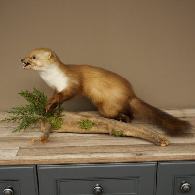 Marder Steinmarder Präparat Standpräparat Deko Höhe 33 cm Tierpräparat 89.5.255
