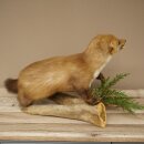 Marder Steinmarder Präparat Standpräparat Deko Höhe 33 cm Tierpräparat 89.5.255