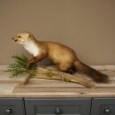 Marder Steinmarder Präparat Standpräparat Deko Höhe 33 cm Tierpräparat 89.5.255