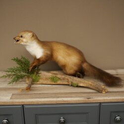 Marder Steinmarder Präparat Standpräparat Deko Höhe 33 cm Tierpräparat 89.5.255