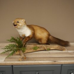 Marder Steinmarder Präparat Standpräparat Deko Höhe 33 cm Tierpräparat 89.5.255