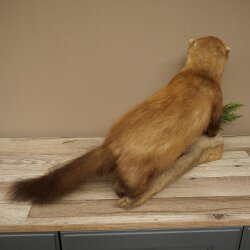 Marder Steinmarder Präparat Standpräparat Deko Höhe 33 cm Tierpräparat 89.5.255
