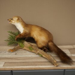 Marder Steinmarder Präparat Standpräparat Deko Höhe 33 cm Tierpräparat 89.5.255